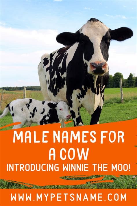 Male Names For A Cow | Cow names, Cows funny, Pet cows