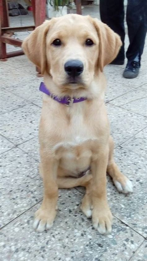 Mezcla de Golden Retriever y Labrador | ¿Conoces el Goldador?