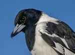 3 Butcherbird Synonyms. Similar words for Butcherbird.