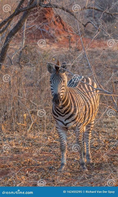 Zebra in Its Natural Habitat Stock Image - Image of pajama, limpopo ...