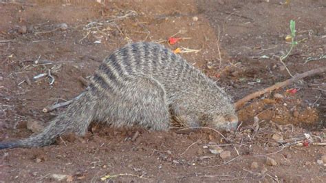 Banded Mongoose | MarkEisingBirding