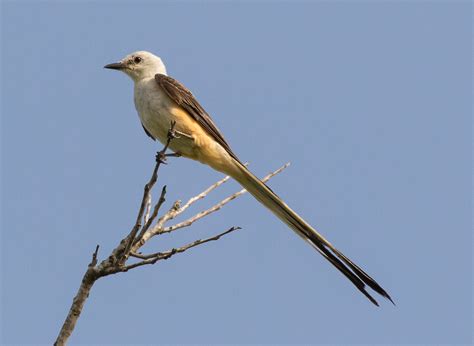 Scissor-tailed Flycatcher :: Behance