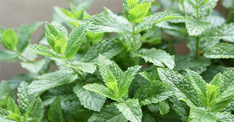 How to Plant and Grow Spearmint - Make House Cool