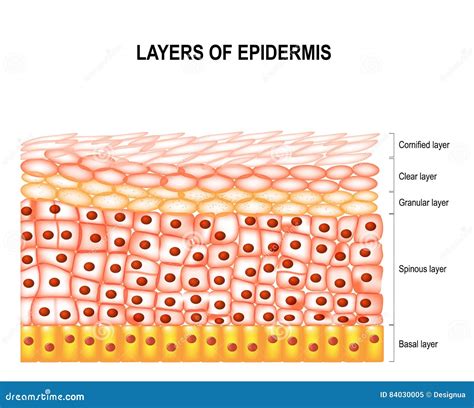 Layers of epidermis stock vector. Illustration of granular - 84030005