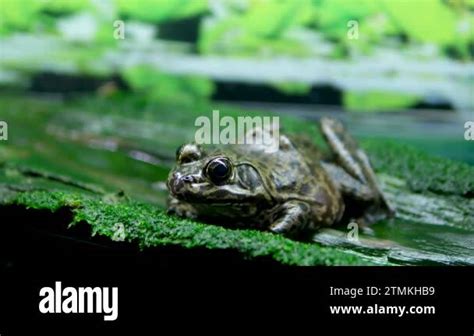 African Bullfrog Mating On Water frog in aquarium transparent water ...