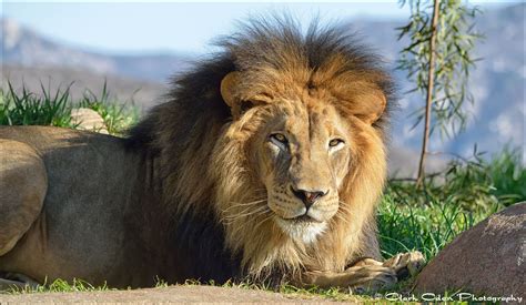 ~ King Izu - 'Lion Camp' San Diego Zoo Safari Park. Clark Oden ...