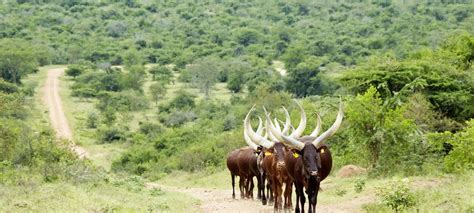 Kibale National Park safaris, tours and holiday packages | Discover Africa Safaris