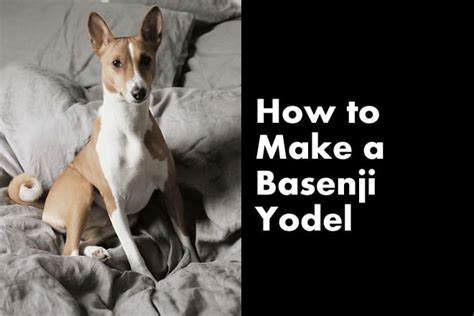 How To Make A Basenji Yodel? (Steps And Video) - OodleLife®