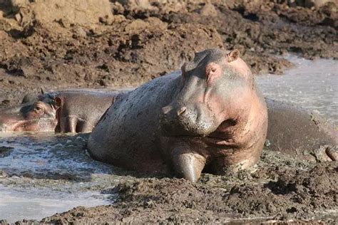 9 Animals That Wallow In Mud (With Pictures) - Animal Dome