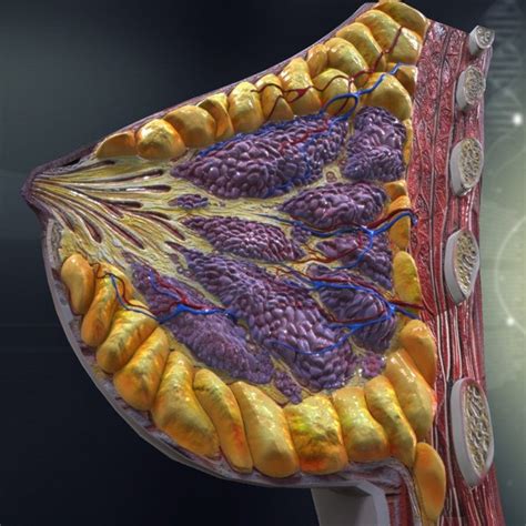 human breast anatomy females 3d model