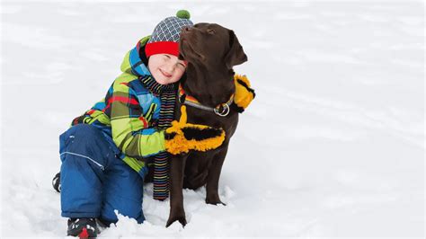 The Top Ten Best Big Dogs For Kids- Dogsized