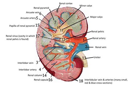 PPT - Renal capsule PowerPoint Presentation, free download - ID:2998332