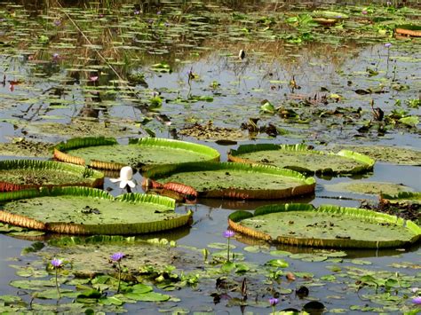 Victoria amazonica 40 seeds - Tropics @Home