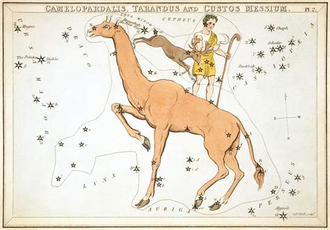 Camelopardalis Constellation: Facts & More About the Celestial Giraffe ...