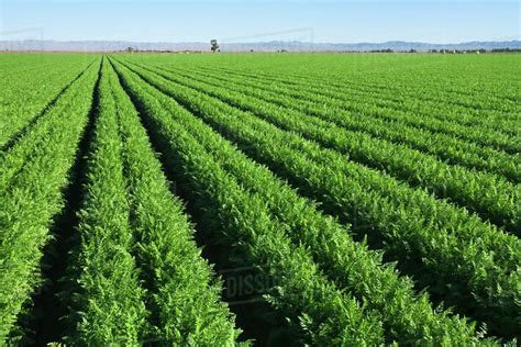 Agriculture - Field of healthy maturing carrots / Imperial Valley ...