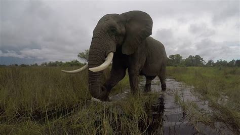 Jabu the elephant walking in the Okavango Delta, Botswana! Living With ...