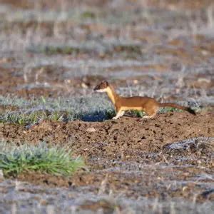 Long-Tailed Weasel - Facts, Diet, Habitat & Pictures on Animalia.bio