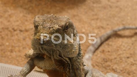 jesus lizard 4k - Stock Footage | by gdmpro | Lizard, Jesus lizard, Animal gifs