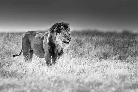 African Lion Black & White Fine Art Photography - Photo Prints For Sale