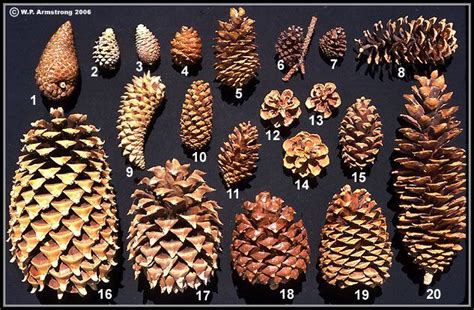 8ad655c687e5c9339d106524203a3792.jpg (633×414) | Pine cone decorations ...