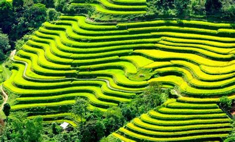 Beautiful Terraced Fields in Vietnam | Vietnam Information - Discover ...