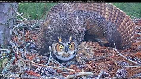 Female Great Horned Owl Spreads Wings Wide In Threatening Display – Feb. 22, 2022 - YouTube