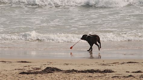 🔥 [74+] Dogs on the Beach Wallpapers | WallpaperSafari