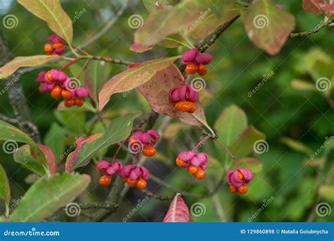 Poisonous Berries of European Spindle, Euonymus Europaeus Stock Photo - Image of plant, europe ...