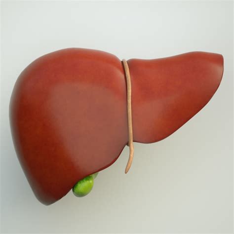 Liver Human Anatomy 3D | CGTrader