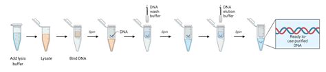 Overview of DNA Extraction Methods | AAT Bioquest