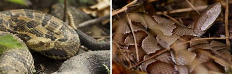 4 VENOMOUS Snakes Found in Indiana! (ID Guide) - Bird Watching HQ