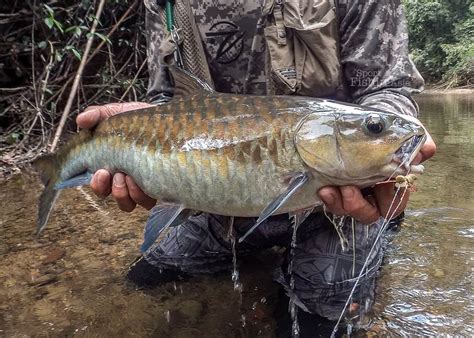 About Mahseer and Fishing Destinations - Sport Fishing Asia