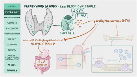 Parathyroid disorders and calcium imbalance: Pathology review | Osmosis