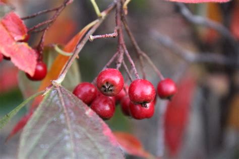 50+ Edible Wild Berries & Fruits ~ A Foragers Guide