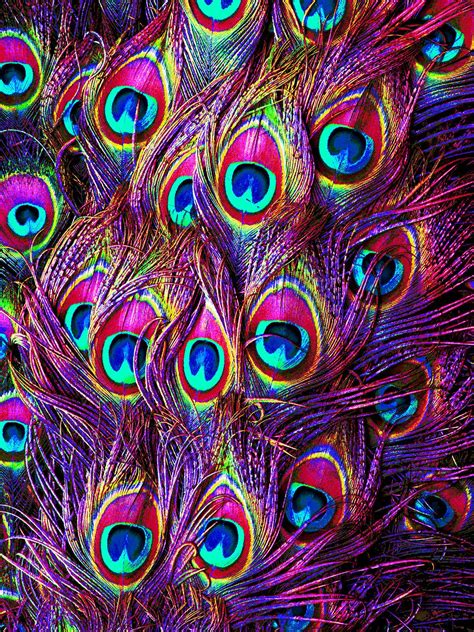 Peacock Decor, Peacock Colors, Peacock Feathers, Pink Peacock, Peacock Pattern, Peacock Print ...