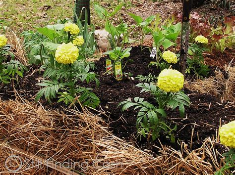 Still Finding Cash: (3) Hay Bale Gardening - Planting