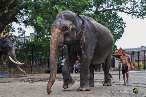 Kandy Esala Perahera 2014 - Elephants | ©Copyright Charith G… | Flickr