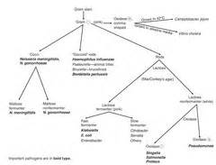 Gram negative bacteria flashcards | Quizlet