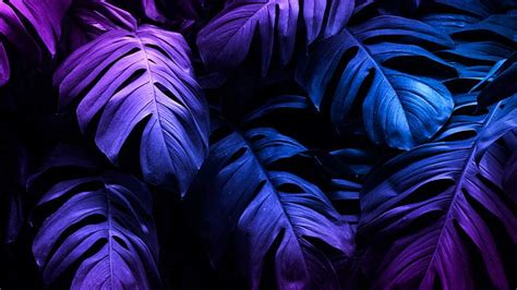 Tropical leaves under a purple light