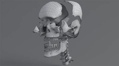 3D model human skull anatomy - TurboSquid 1562044