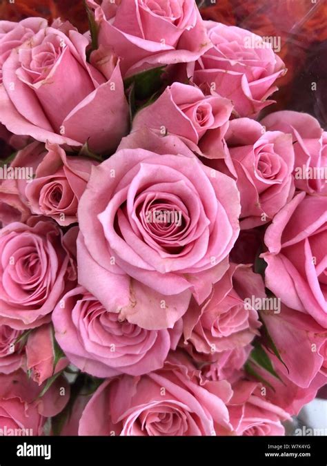 Pink Roses background beautiful flowers wallpaper crop image for design Stock Photo - Alamy