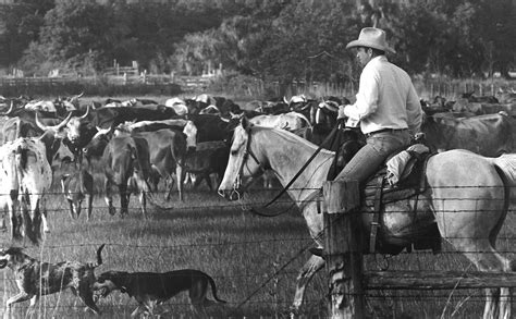 Celebrating Cattle History in Osceola Orlando Attractions