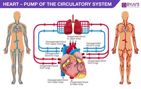 Human Heart - Anatomy, Functions and Facts about Heart