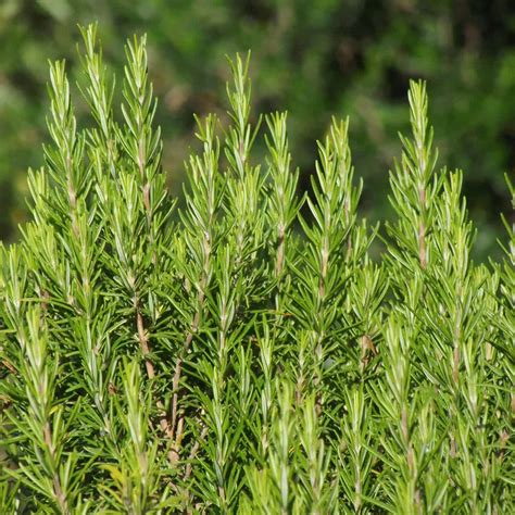 Rosemary: Growing, Storing, Substituting, Cooking, and Preserving - Urban Farm and Kitchen