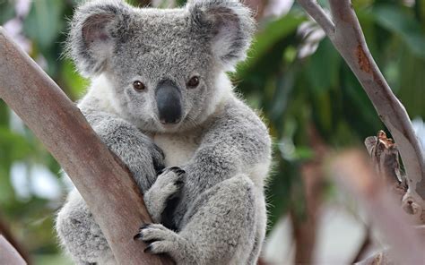 Bébé Koala Mignon - Koalas Bebe Koala Koala Animales