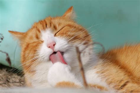 The Best Way to Treat Dry Skin on Cats, According to Veterinarians