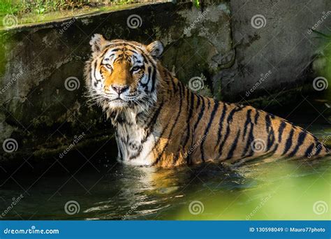 Tiger swimming in a river stock image. Image of beauty - 130598049