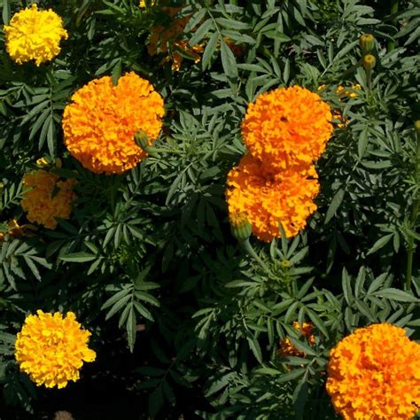 Crackerjack marigold mix 50 seeds | Etsy