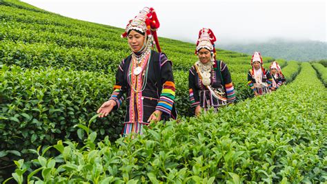 Chiang Rai Tea Win Gold in World Green Tea Competition in Japan