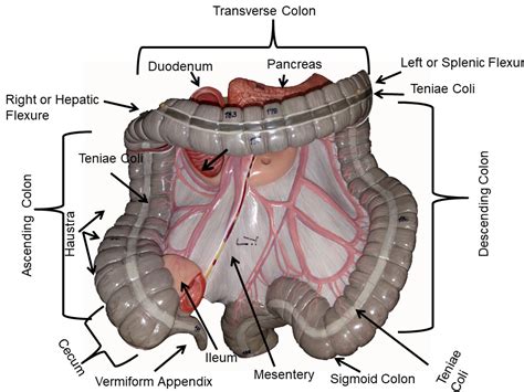 image showing the anterior colon - somso torso models - labeled | Physiology, Anatomy and ...